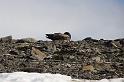 DSC05471