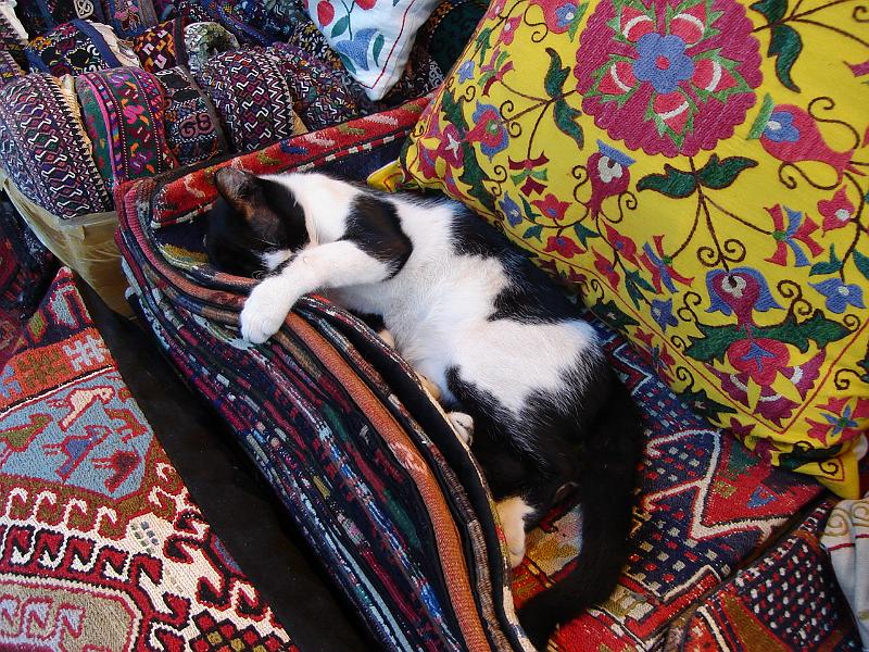 DSC01006.JPG - Turkish cat amidst the carpets and pillows, doing what we wanted to be doing. 12 July 2007