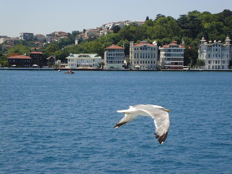 DSC01322.JPG - A sea gull paralleling the ferry with homes and condos on the shore of the Bosphorus. 16 July 2007