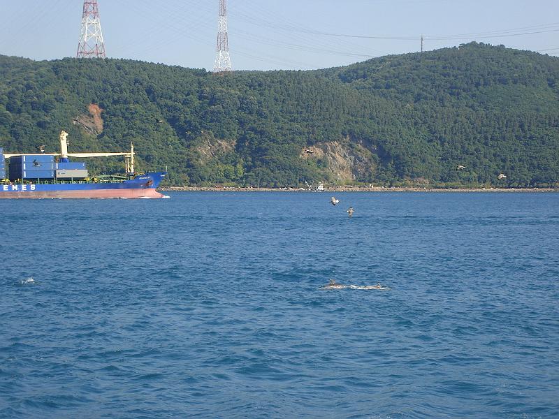 DSC01344.JPG - Several dolphins on the Bosphorus. 16 July 2007