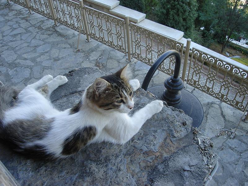 DSC01414.JPG - From high above the Golden Horn, this cat has a great view. 17 July 2007