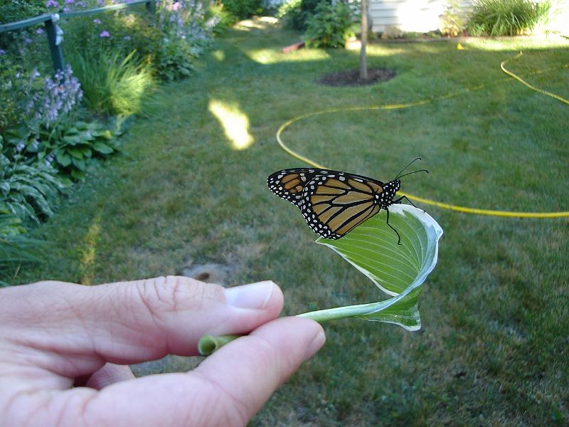 DSC01458.JPG - A butterfly on a hosta leaf. 20 July 2007
