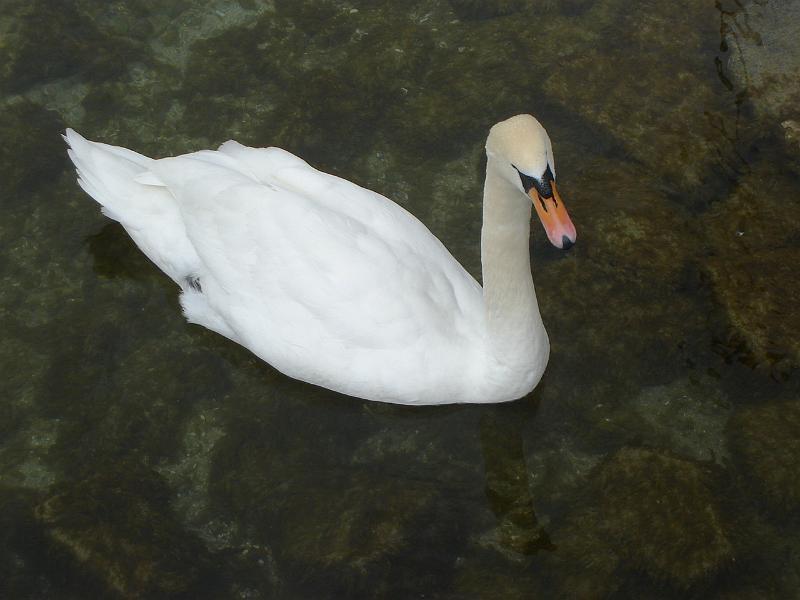DSC02420.JPG - A swan in the clear water of Lake Geneva.  Switzerland 21 April 2008