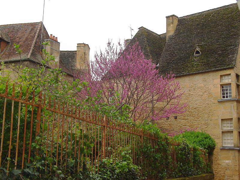 DSC02494.JPG - A tree in bloom, spring in Sarlat.  France 23 April 2008