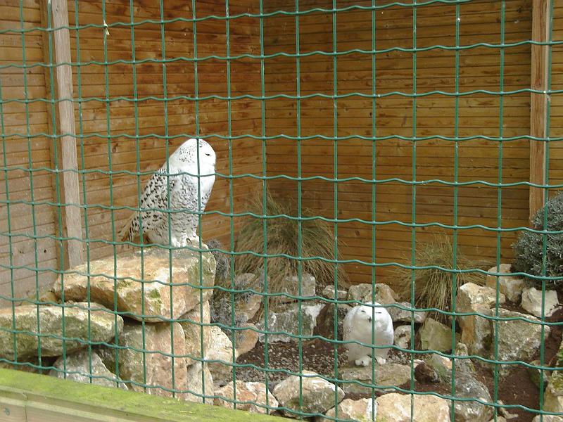 DSC02513.JPG - Owls at the Chateau des Milandes.  France 23 April 2008