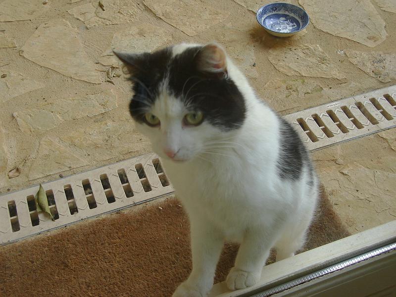 DSC02529.JPG - Kenny, the stray.  France 23 April 2008
