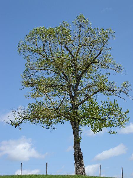 DSC02554.JPG - This isn't Kansas, but a tree on the grounds of Castelnaud.  France 24 April 2008