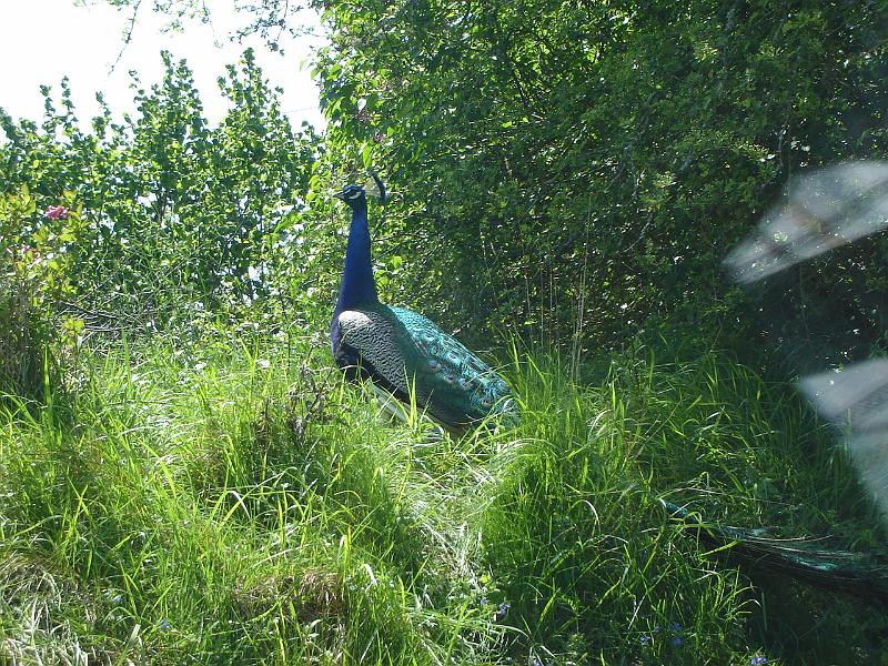 DSC02557.JPG - A peacock who lives near La Chapelle Pechaud France. 24 April 2008