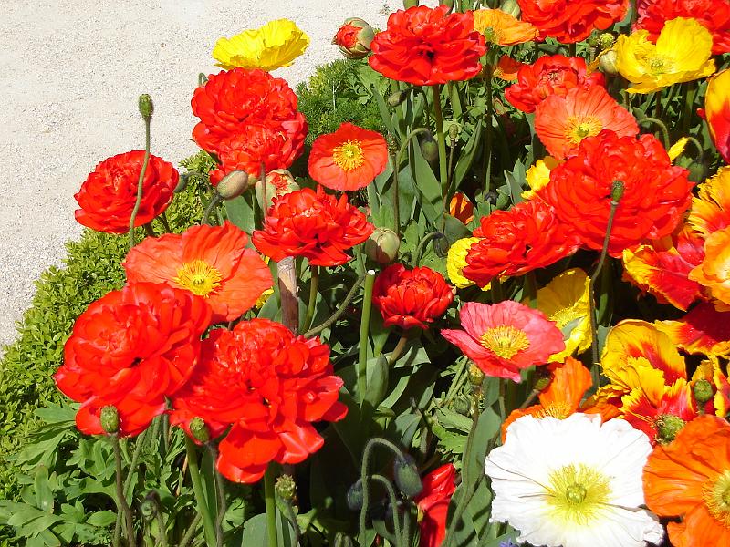 DSC02620.JPG - Flowers at the Jardin des Plantes.  Paris France 26 April 2008