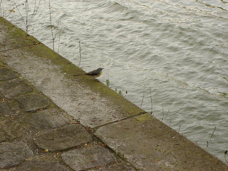 DSC02630.JPG - A tiny bird on the left bank of the Seine.  Paris France 26 April 2008