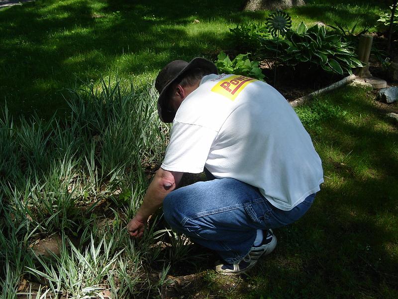 DSC01099.JPG - Bill pulling some weeds. 24 May 2009