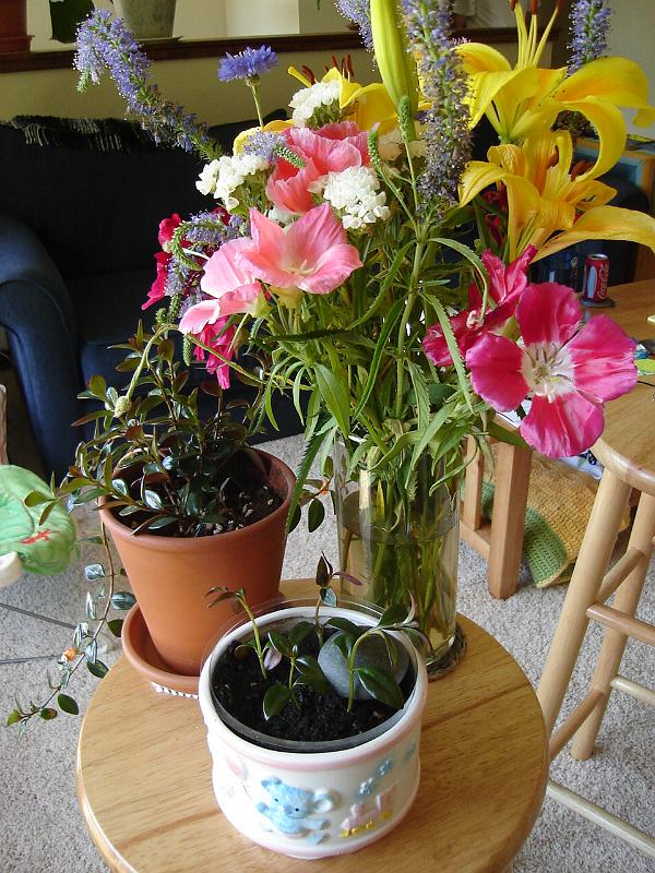 DSC01316.JPG - Sebastian's flowers and plant  - and his first rock. 21 July 2009