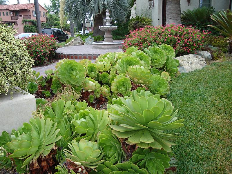 DSC01366.JPG - Some very large hens and chicks in Kensington (San Diego). 8 August 2009