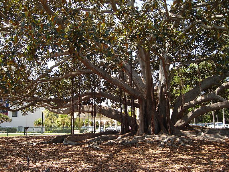 DSC01406.JPG - The Moreton Bay Fig tree, native to Australia, in Balboa Park. 9 August 2009