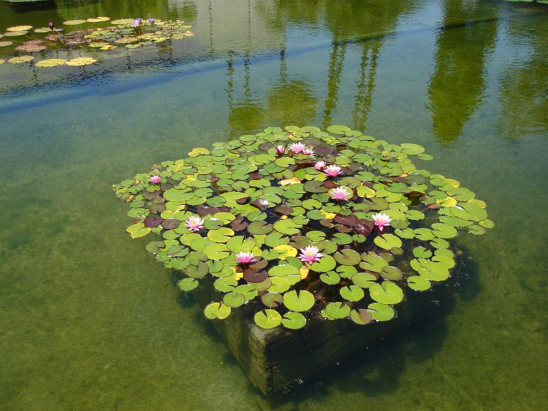 DSC01407.JPG - The lily pond in Balboa Park. 9 August 2009
