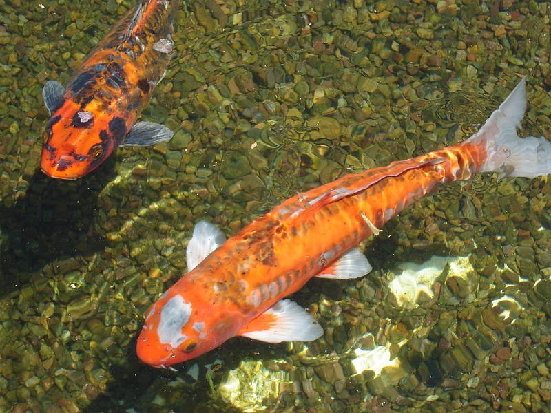 DSC01408.JPG - Koi in the lily pond at Balboa Park. 9 August 2009