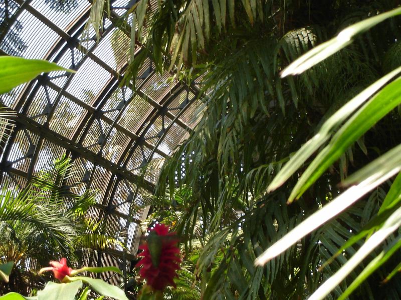 DSC01416.JPG - A humming bird on a plant in the botanical gardens. 9 August 2009