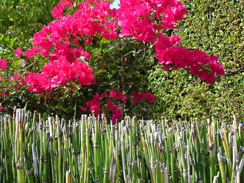 DSC01432.JPG - Bougainvillea and bamboo in Kensington. 11 August 2009