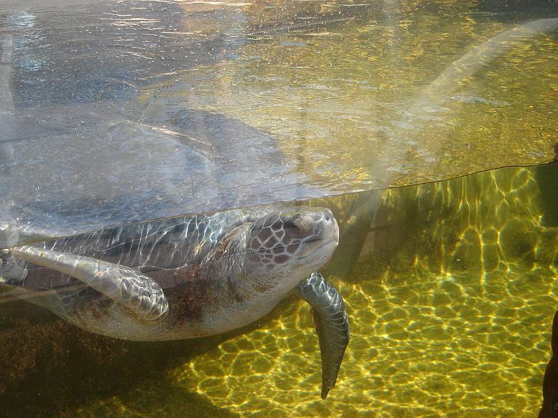 DSC01446.JPG - Giant sea turtle at the Chula Vista Nature Center. 12 August 2009