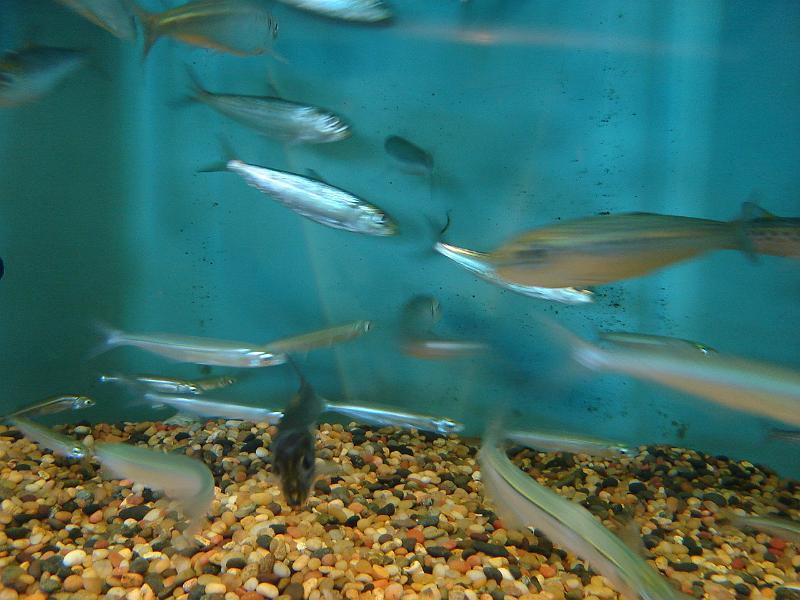 DSC01450.JPG - Grunion and sardines at the Chula Vista Nature Center. 12 August 2009