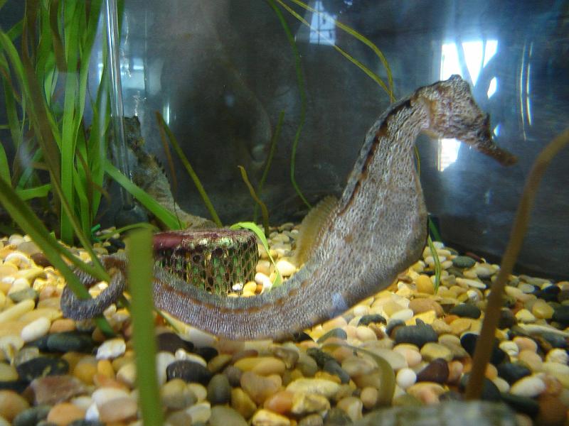 DSC01451.JPG - A seahorse. 12 August 2009