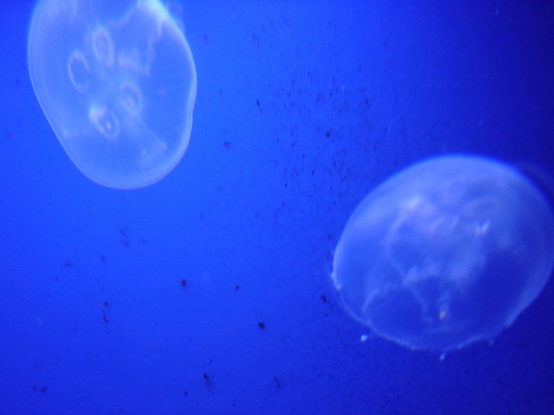 DSC01453.JPG - Moon jellyfish. 12 August 2009