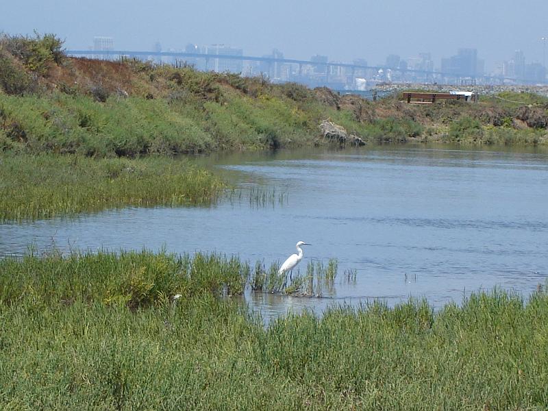 DSC01464.JPG - Egret with Coronado Bridge and San Diego skyline in the background. 12 August 2009