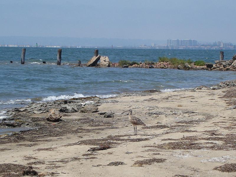 DSC01465.JPG - Piper with Point Loma in the background. 12 August 2009