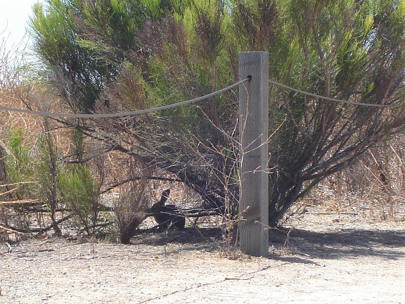 DSC01466.JPG - Rabbit during the heat of the day at the Chula Vista Nature Center. 12 August 2009