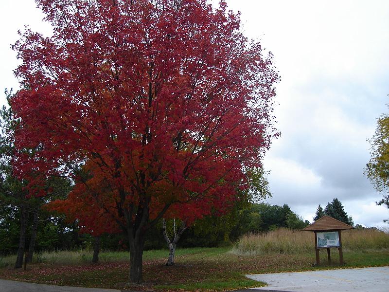 DSC01553.JPG - Tree at the head of the trails at Holy Wisdom Monastery. 2 October 2009