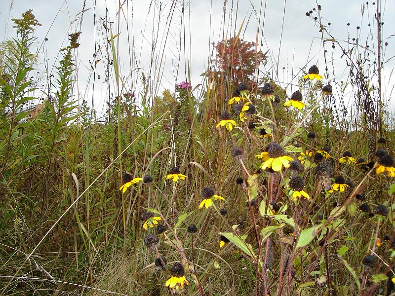DSC01619.JPG - Wildflowers on the prairie at Holy Wisdom Monastery. 3 October 2009