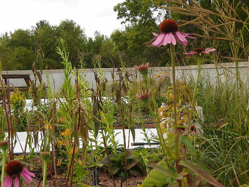 DSC01622.JPG - Wildflowers on the roof. 3 October 2009