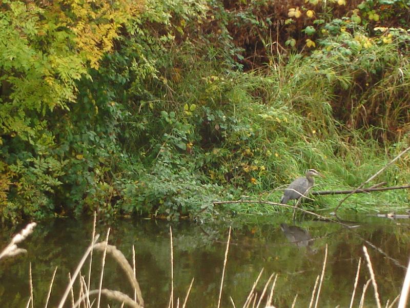 DSC01823.JPG - A water bird in the slough. 18 October 2009