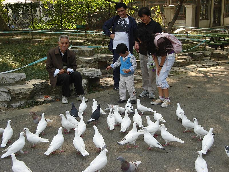 DSC01973.JPG - Pigeons in the park. 23 October 2009