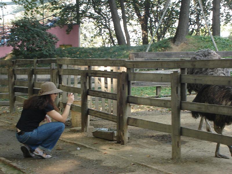 DSC01977.JPG - Brenda trying to photograph an ostrich at the zoo. 23 October 2009