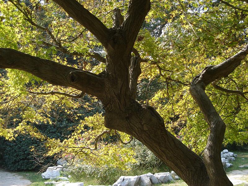 DSC01981.JPG - Autumnal colors in the park. 23 October 2009