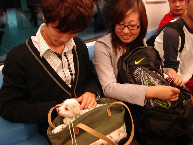 DSC02020.JPG - A puppy and his staff on the subway. 24 October 2009