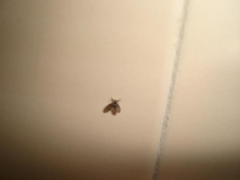 DSC02130.JPG - Chinese flies are cute. 26 October 2009