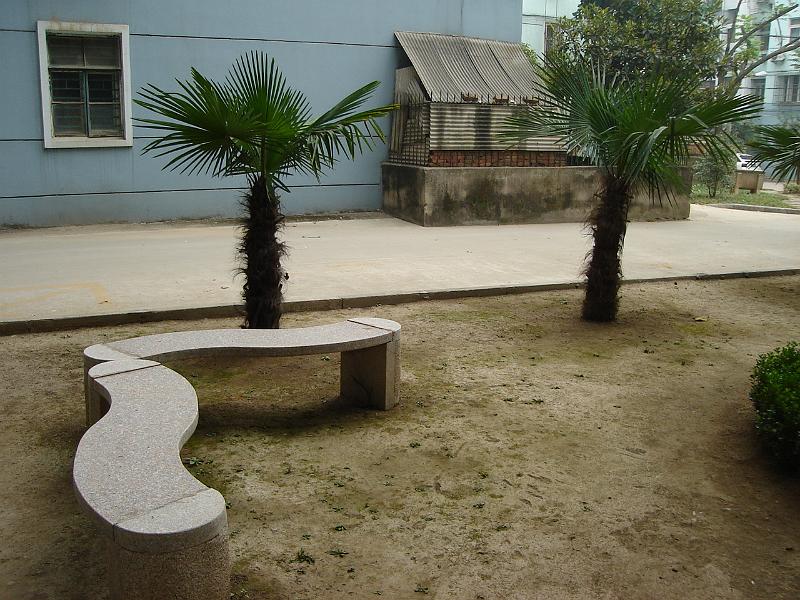 DSC02147.JPG - Palm trees near their apartment complex. 27 October 2009