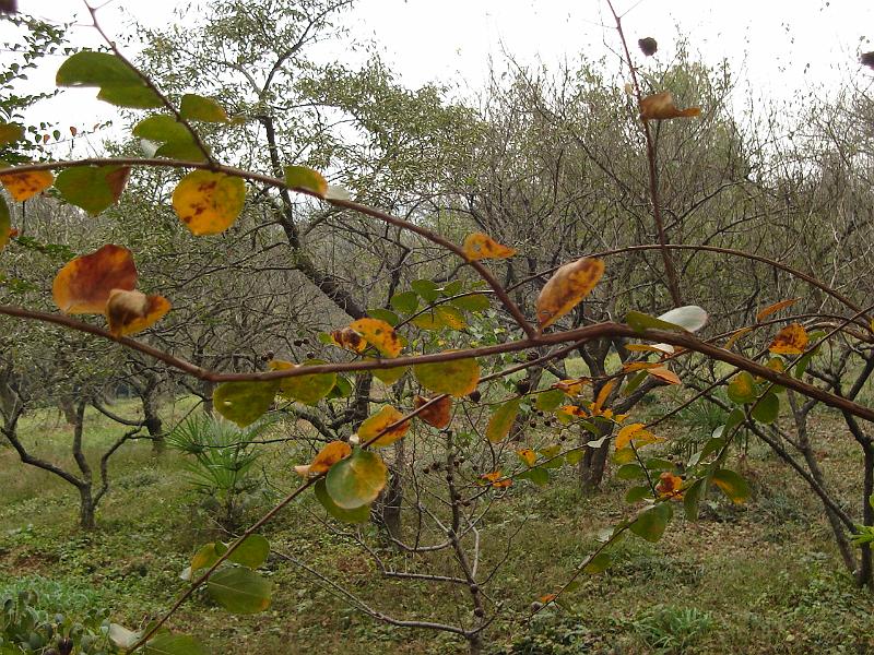 DSC02255.JPG - Autumn on Plum Blossom Hill. 28 October 2009