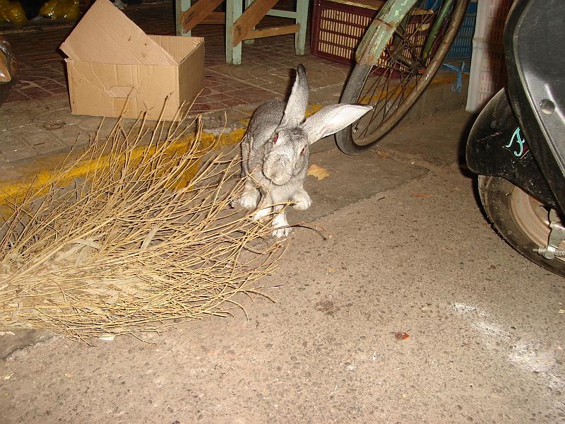 DSC02267.JPG - A rabbit in the streets of Nanjing. 28 October 2009