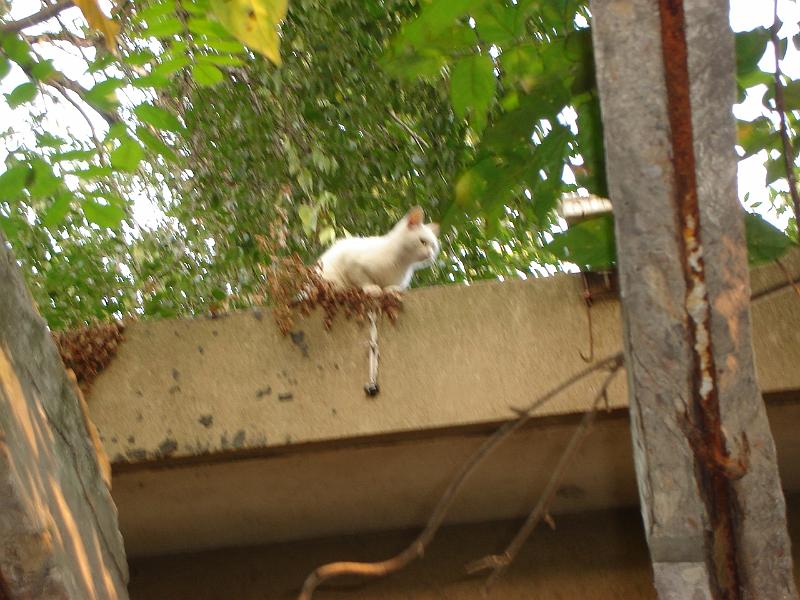 DSC02484.JPG - Cat in Nanjing. 1 November 2009
