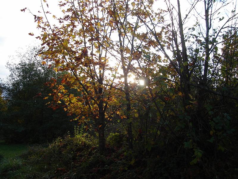 DSC02562.JPG - Autumnal colors in Discovery Park, and our second sunset for November second. 2 November 2009