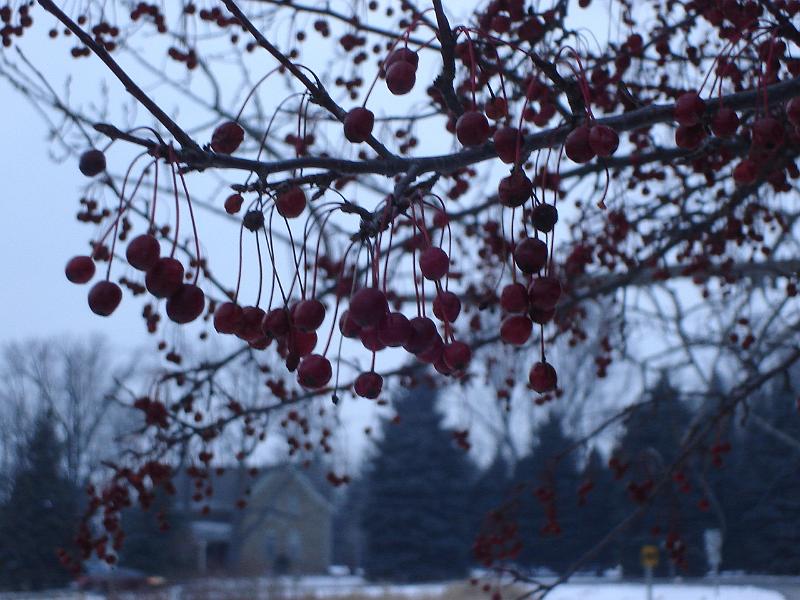 DSC02752.JPG - Interesting tree fruit. 30 December 2009