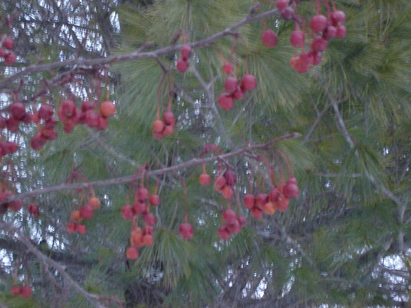 DSC02754.JPG - More tree berries. 30 December 2009