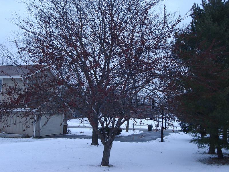 DSC02755.JPG - A beautiful tree in winter. 30 December 2009