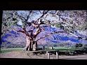 DSC05532
