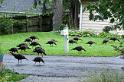 181002-Temple_Court_wildlife
