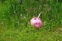 DSC03091