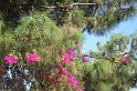 DSC03977